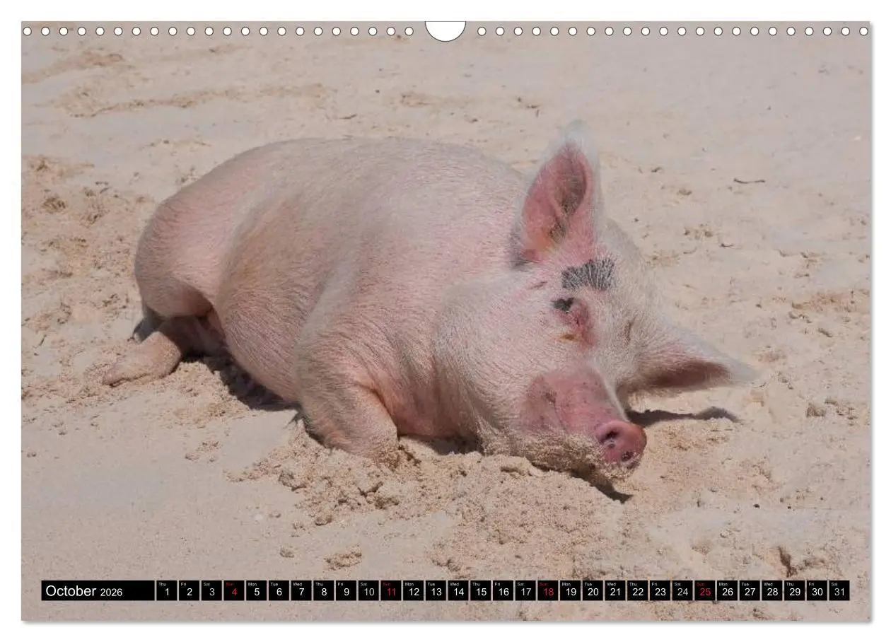 Bild: 9783516582178 | The Swimming Pigs of Bahamas (Wall Calendar 2026 DIN A3 landscape),...