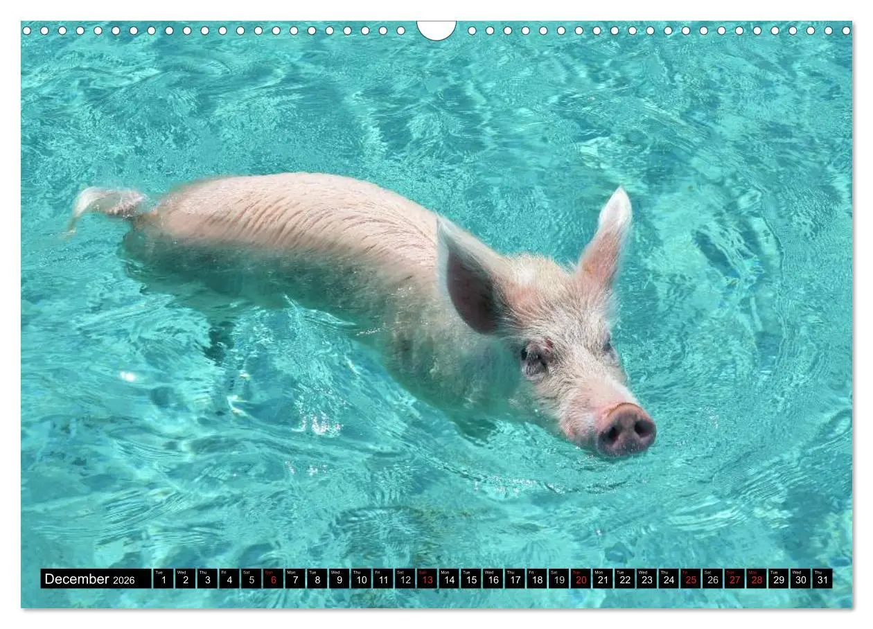 Bild: 9783516582178 | The Swimming Pigs of Bahamas (Wall Calendar 2026 DIN A3 landscape),...