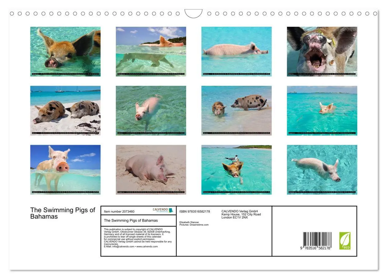 Bild: 9783516582178 | The Swimming Pigs of Bahamas (Wall Calendar 2026 DIN A3 landscape),...