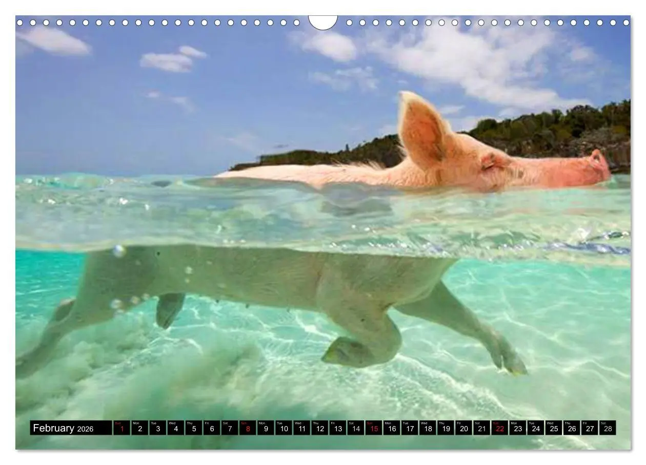 Bild: 9783516582178 | The Swimming Pigs of Bahamas (Wall Calendar 2026 DIN A3 landscape),...