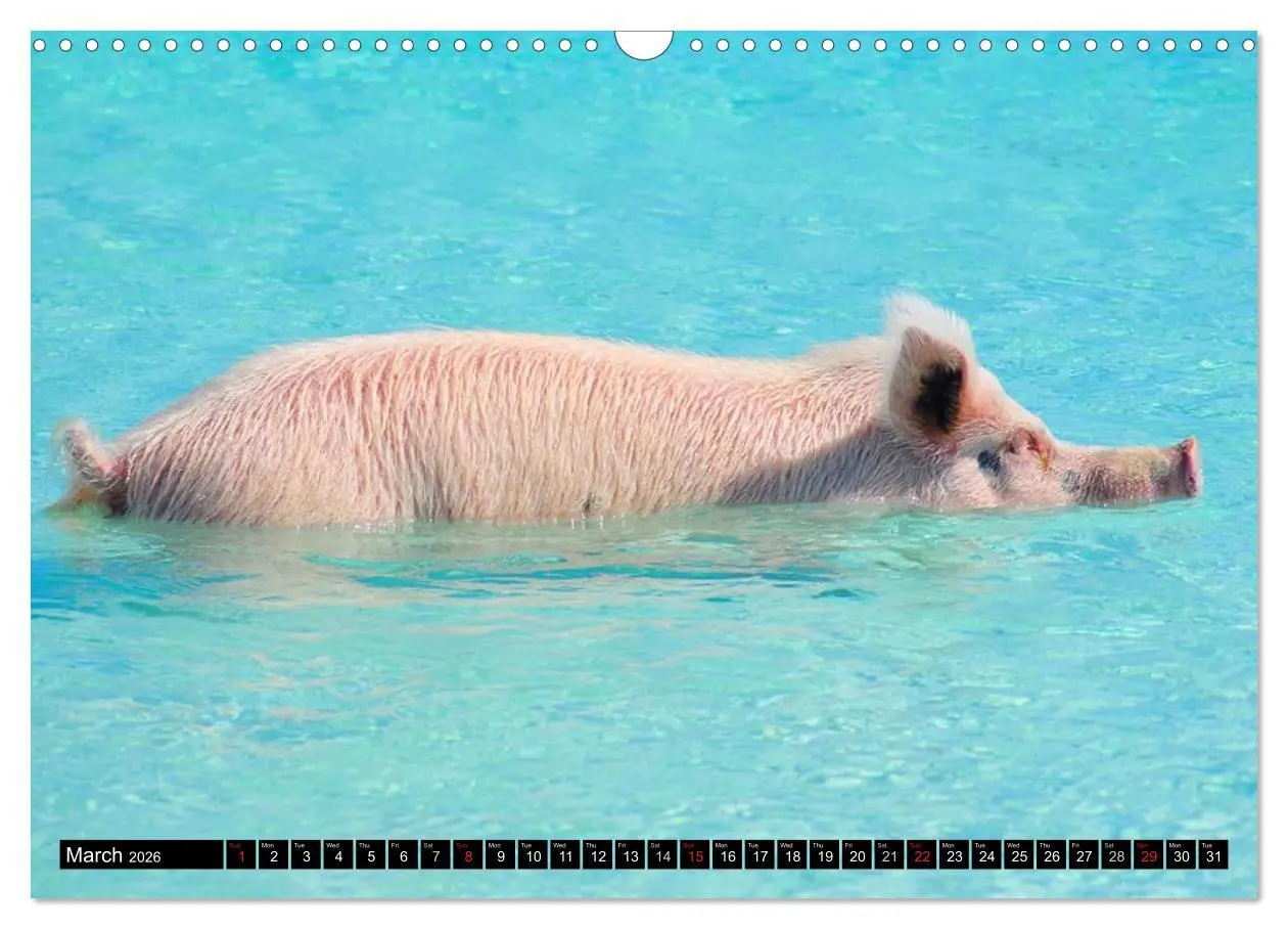 Bild: 9783516582178 | The Swimming Pigs of Bahamas (Wall Calendar 2026 DIN A3 landscape),...