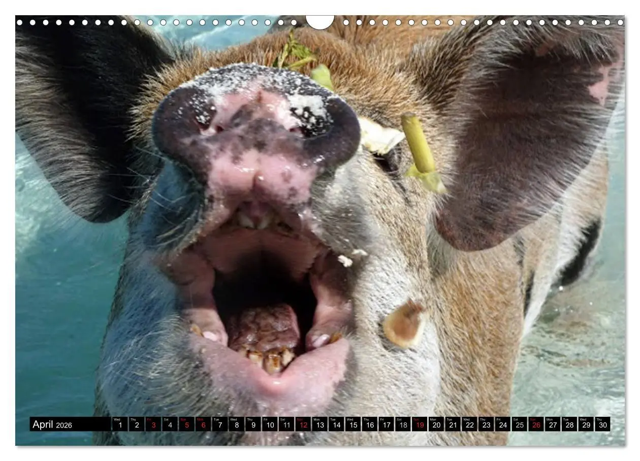 Bild: 9783516582178 | The Swimming Pigs of Bahamas (Wall Calendar 2026 DIN A3 landscape),...