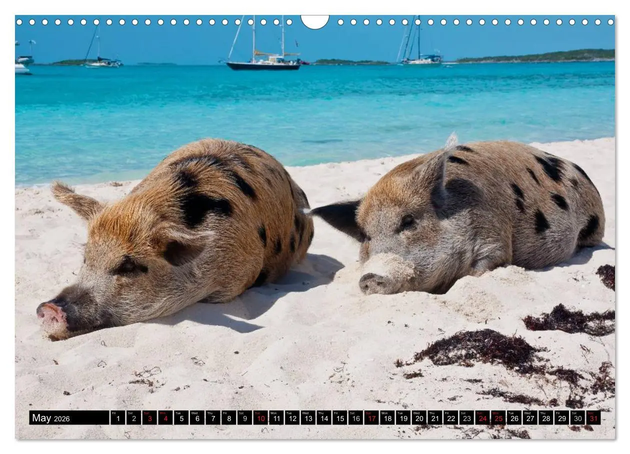 Bild: 9783516582178 | The Swimming Pigs of Bahamas (Wall Calendar 2026 DIN A3 landscape),...