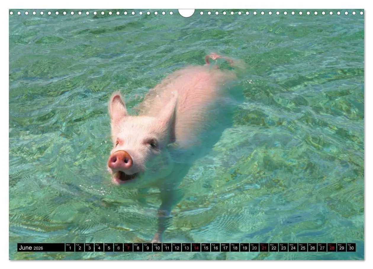 Bild: 9783516582178 | The Swimming Pigs of Bahamas (Wall Calendar 2026 DIN A3 landscape),...