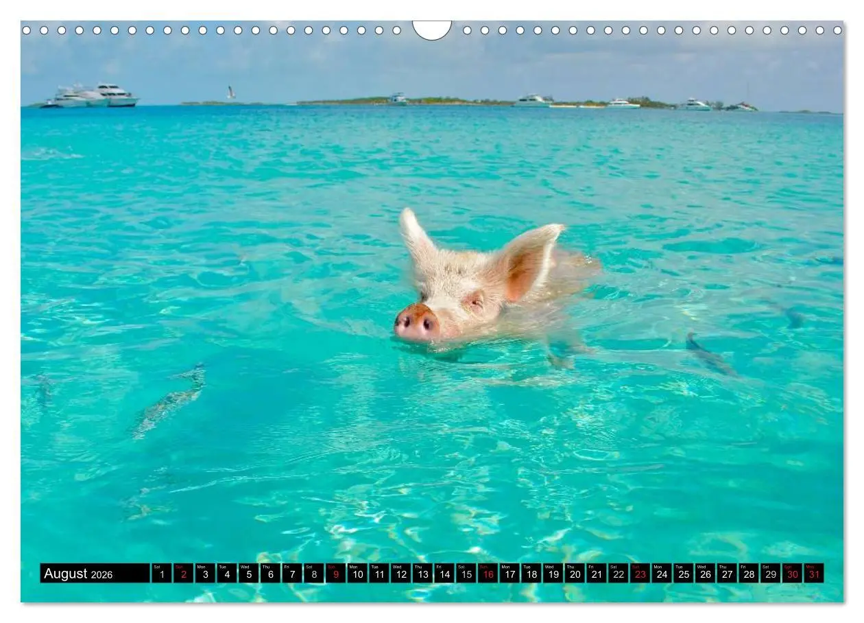 Bild: 9783516582178 | The Swimming Pigs of Bahamas (Wall Calendar 2026 DIN A3 landscape),...