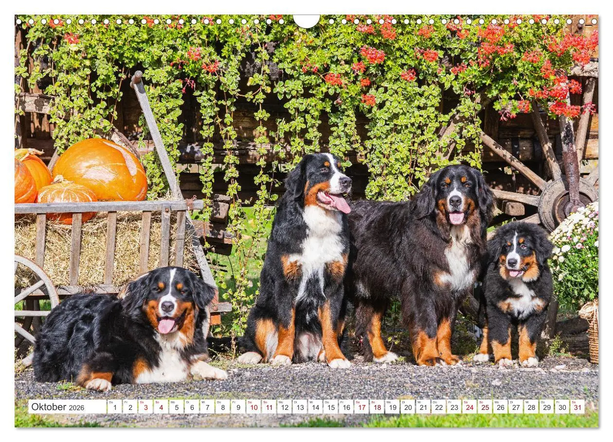 Bild: 9783457482278 | Berner Sennenhund - Ein Freund auf vier Pfoten (Wandkalender 2026...