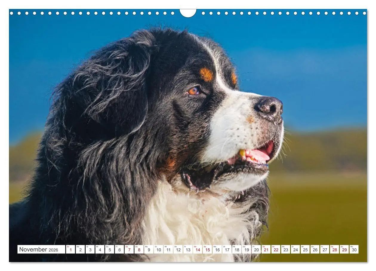 Bild: 9783457482278 | Berner Sennenhund - Ein Freund auf vier Pfoten (Wandkalender 2026...