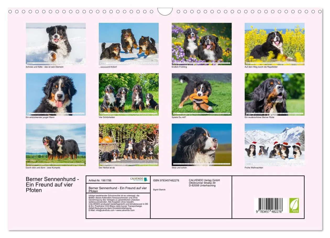 Bild: 9783457482278 | Berner Sennenhund - Ein Freund auf vier Pfoten (Wandkalender 2026...