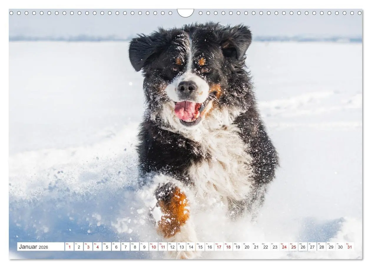 Bild: 9783457482278 | Berner Sennenhund - Ein Freund auf vier Pfoten (Wandkalender 2026...