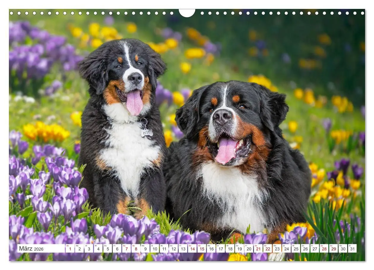 Bild: 9783457482278 | Berner Sennenhund - Ein Freund auf vier Pfoten (Wandkalender 2026...