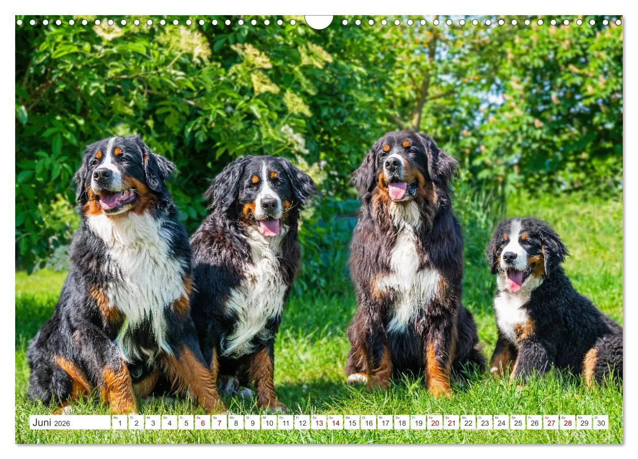 Bild: 9783457482278 | Berner Sennenhund - Ein Freund auf vier Pfoten (Wandkalender 2026...
