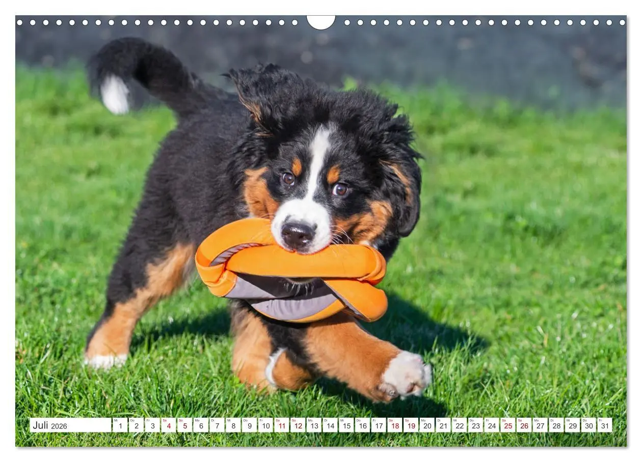 Bild: 9783457482278 | Berner Sennenhund - Ein Freund auf vier Pfoten (Wandkalender 2026...