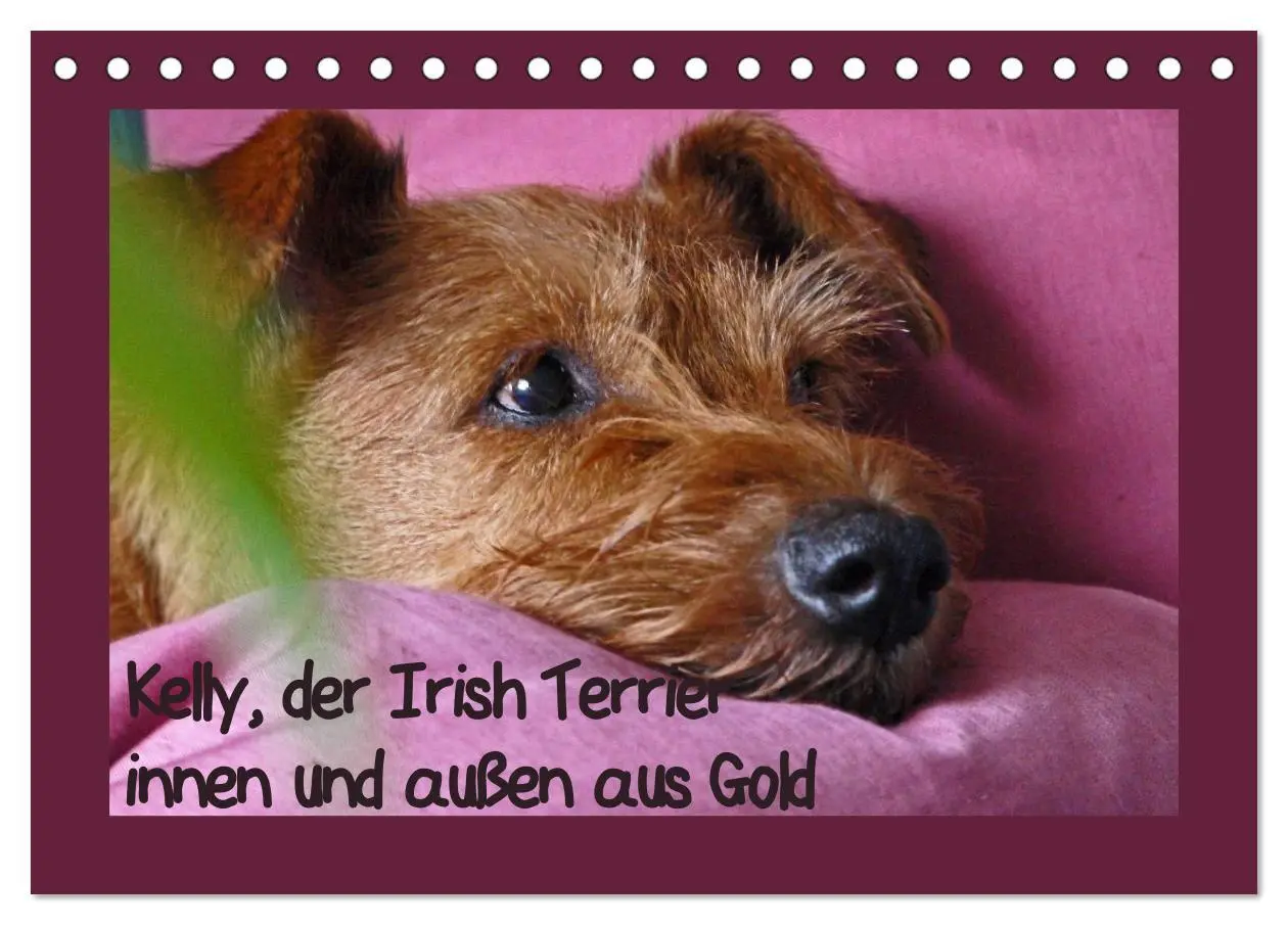 Cover: 9783457932278 | Kelly, der Irish Terrier - innen und außen aus Gold (Tischkalender...
