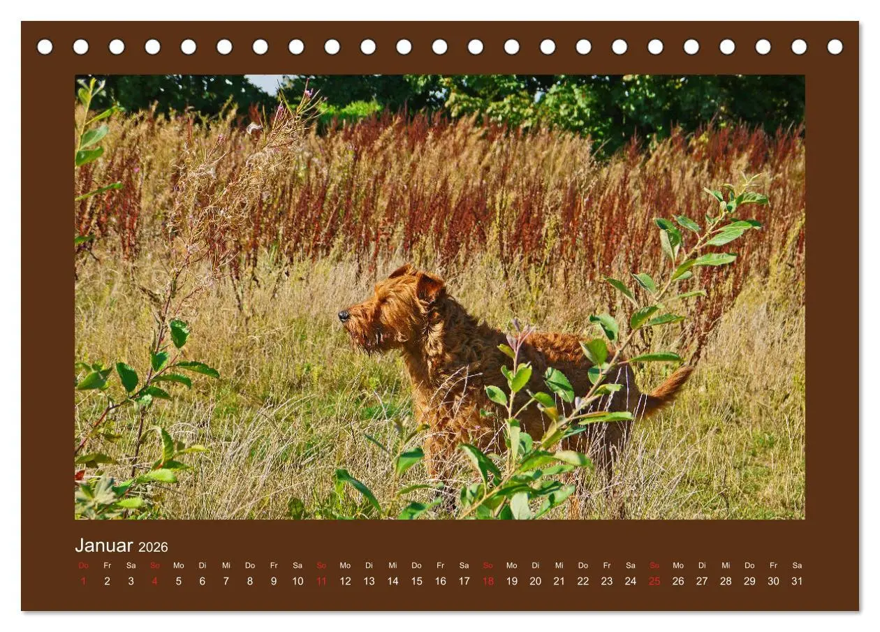 Bild: 9783457932278 | Kelly, der Irish Terrier - innen und außen aus Gold (Tischkalender...