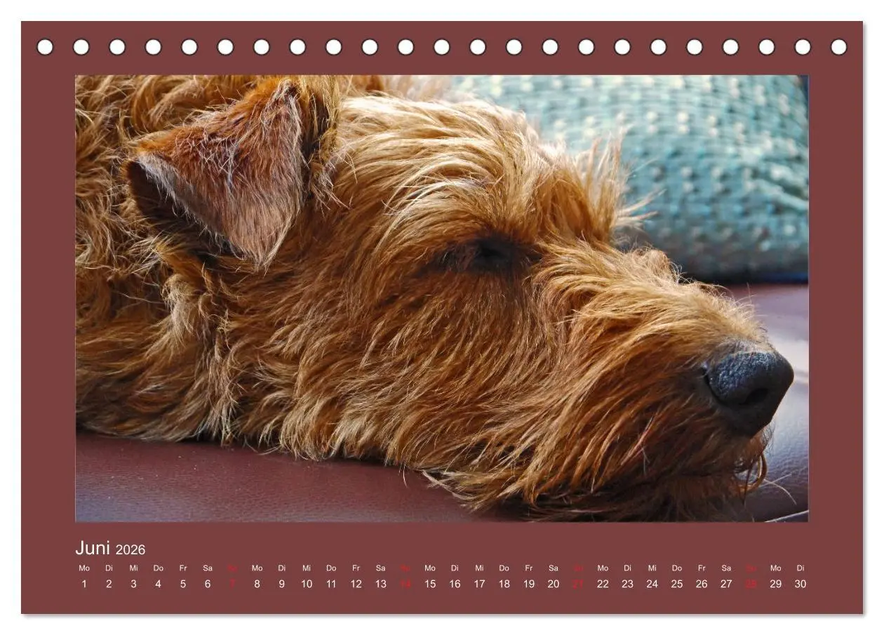 Bild: 9783457932278 | Kelly, der Irish Terrier - innen und außen aus Gold (Tischkalender...