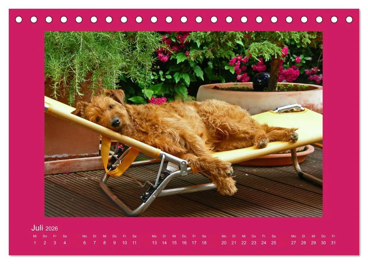 Bild: 9783457932278 | Kelly, der Irish Terrier - innen und außen aus Gold (Tischkalender...