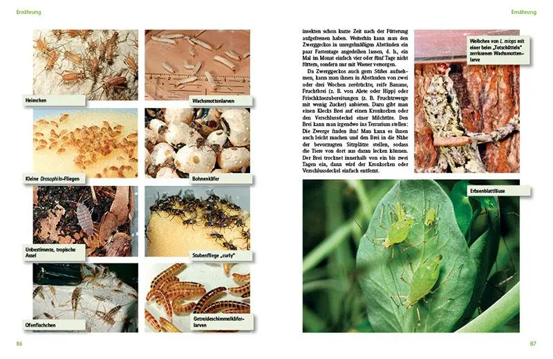 Bild: 9783866592278 | Tagaktive Zweggeckos der Gattung Lygodactylus | Beate Röll | Buch