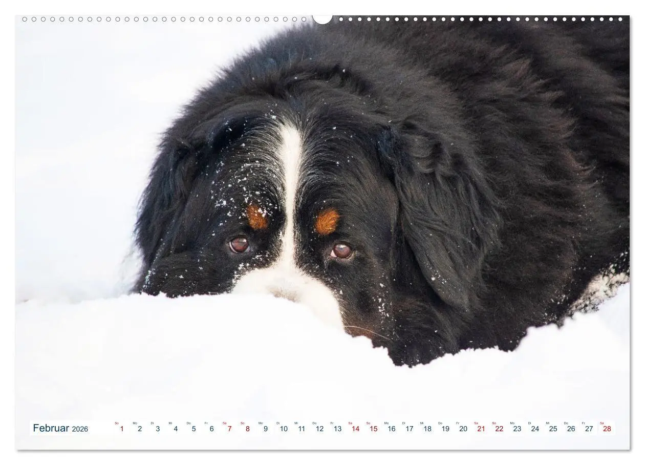 Bild: 9783457452578 | Berner Sennenhund - Ein Traum auf vier Pfoten (hochwertiger Premium...