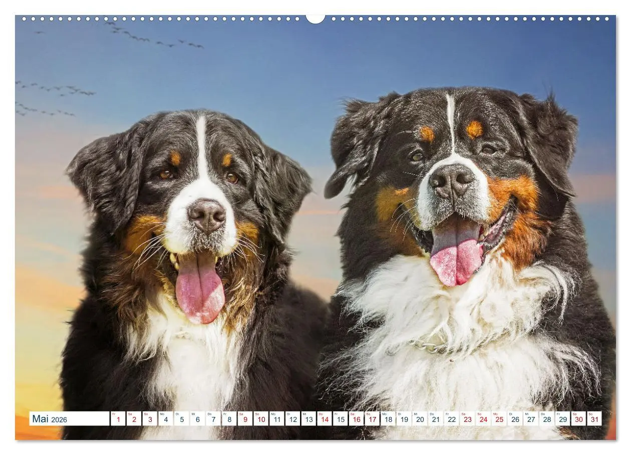 Bild: 9783457452578 | Berner Sennenhund - Ein Traum auf vier Pfoten (hochwertiger Premium...
