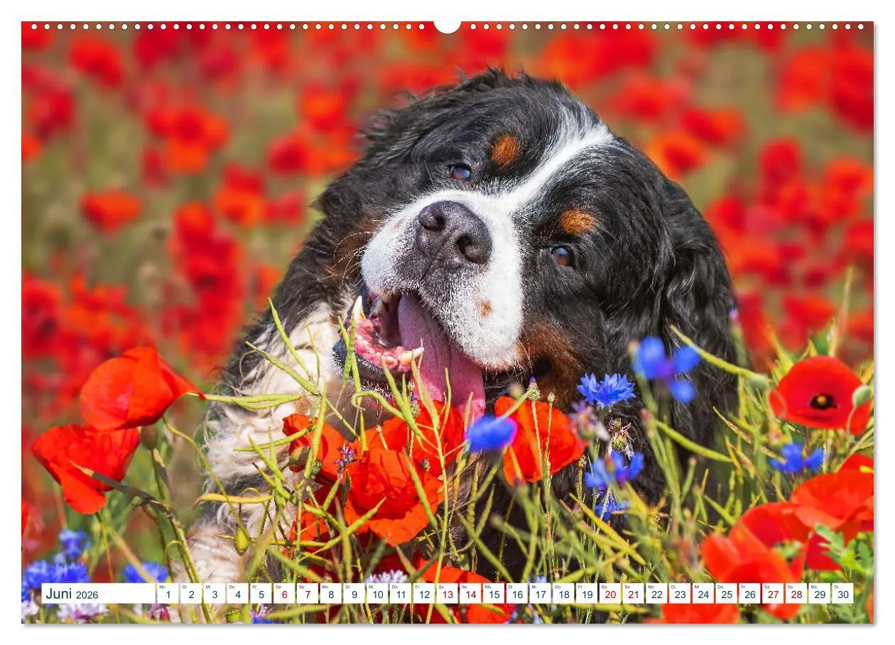 Bild: 9783457452578 | Berner Sennenhund - Ein Traum auf vier Pfoten (hochwertiger Premium...