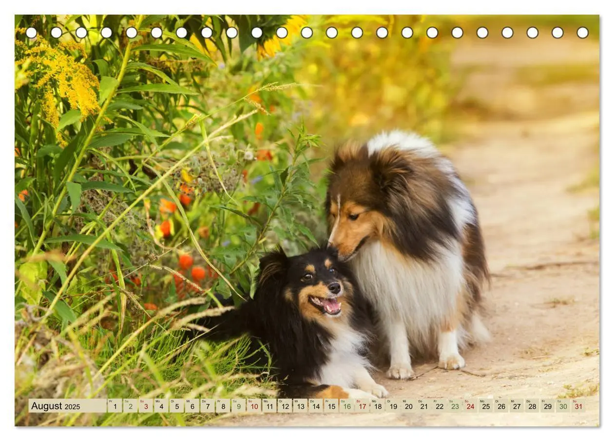 Bild: 9783435422678 | SHELTIES Liebe auf 4 Pfoten (Tischkalender 2025 DIN A5 quer),...