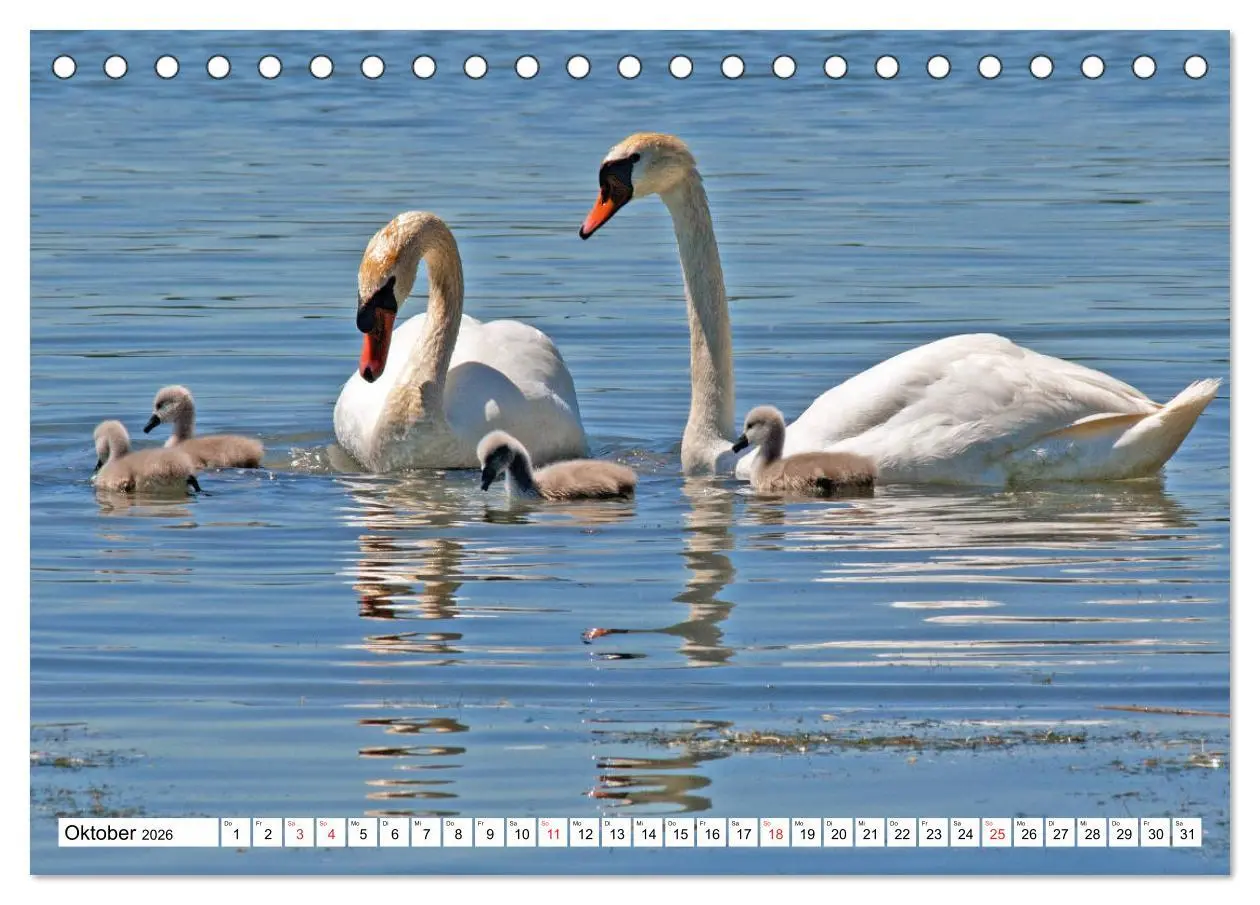 Bild: 9783457752678 | Chiemsee - Sommerferien am bayrischen Meer (Tischkalender 2026 DIN...