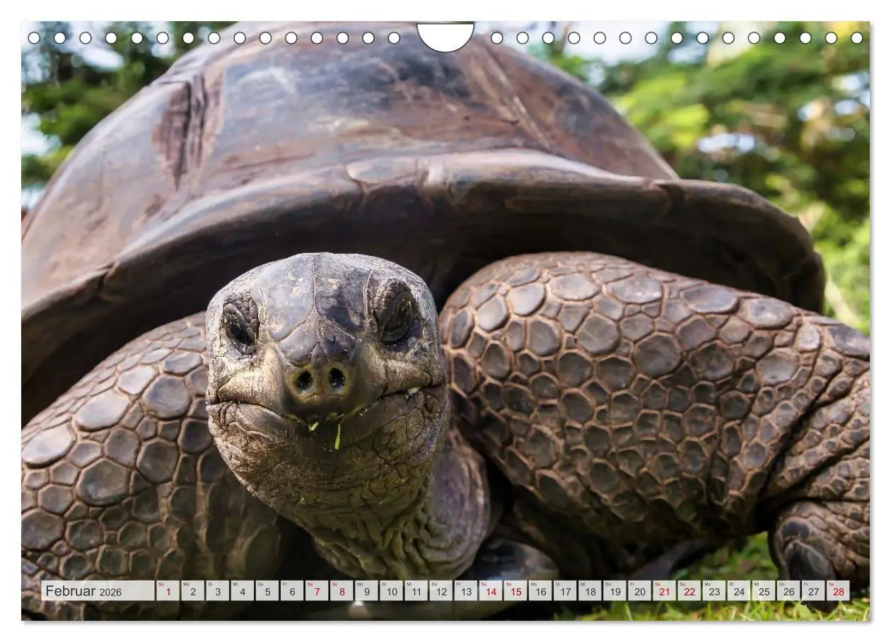 Bild: 9783516532678 | Die Seychellen - ganz nah am Paradies (Wandkalender 2026 DIN A4...