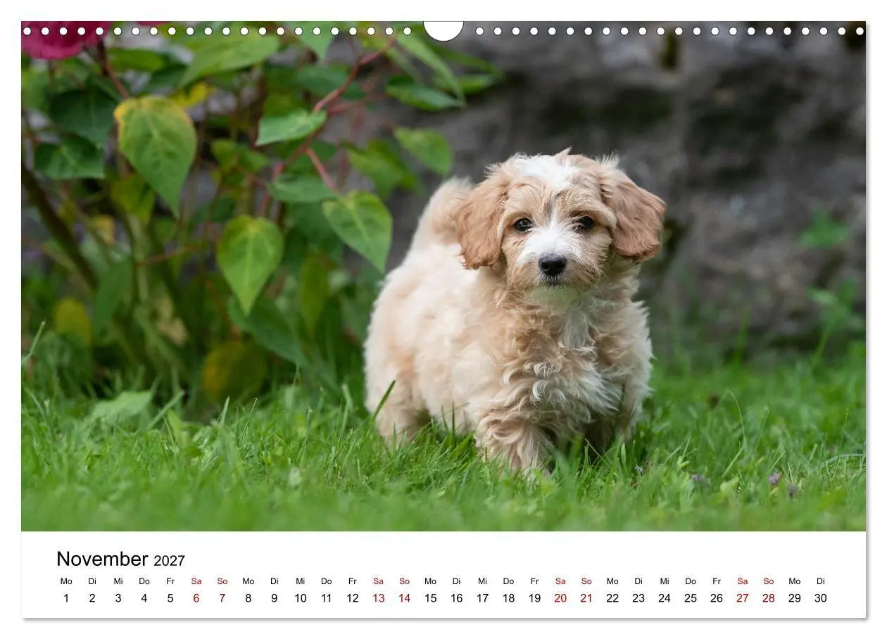 Bild: 9783569482678 | Maltipoo Welpen (Wandkalender 2027 DIN A3 quer), CALVENDO...