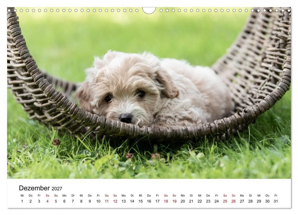 Bild: 9783569482678 | Maltipoo Welpen (Wandkalender 2027 DIN A3 quer), CALVENDO...