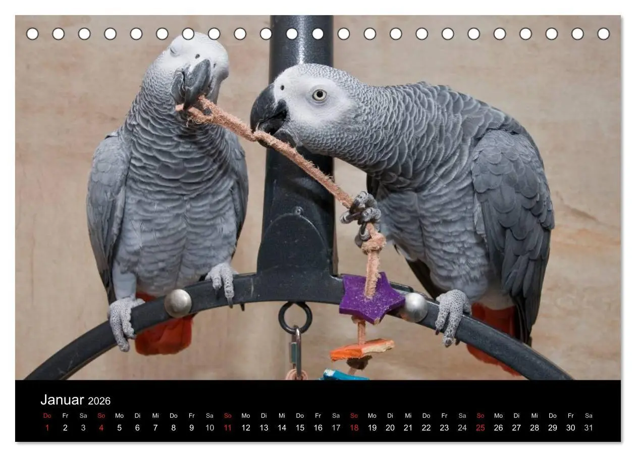 Bild: 9783516072778 | Graupapageien zum Verlieben (Tischkalender 2026 DIN A5 quer),...