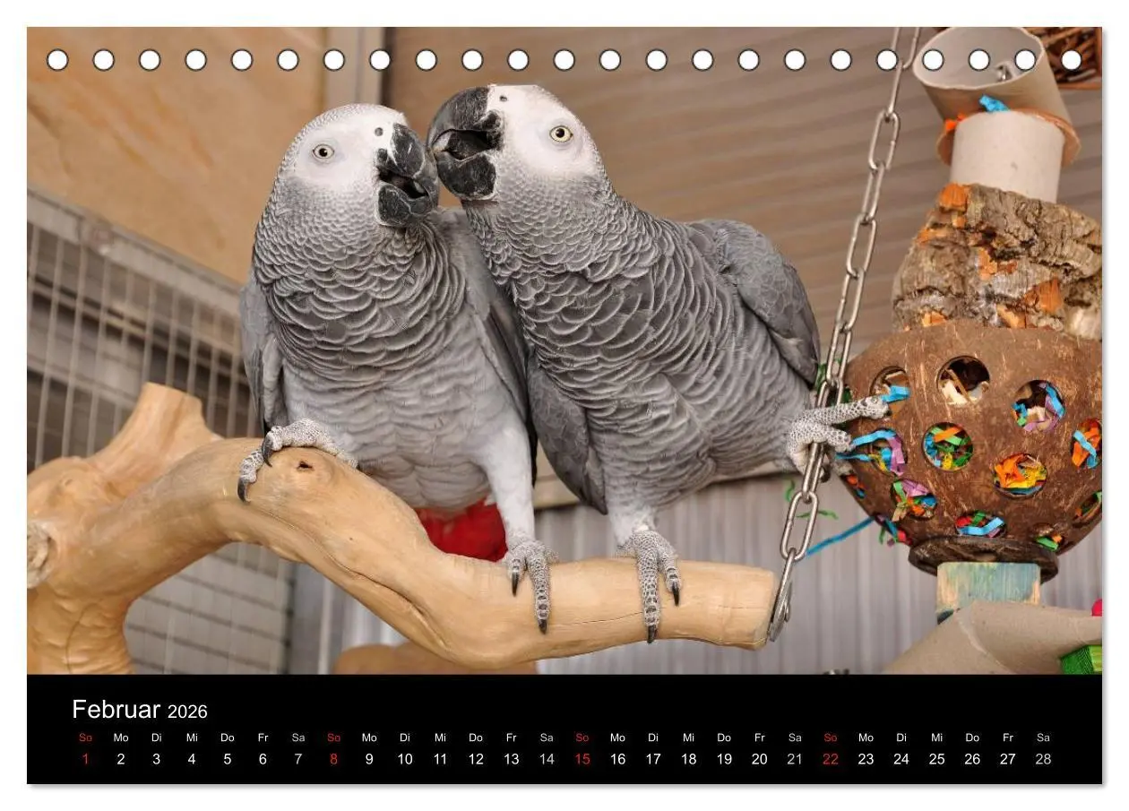 Bild: 9783516072778 | Graupapageien zum Verlieben (Tischkalender 2026 DIN A5 quer),...
