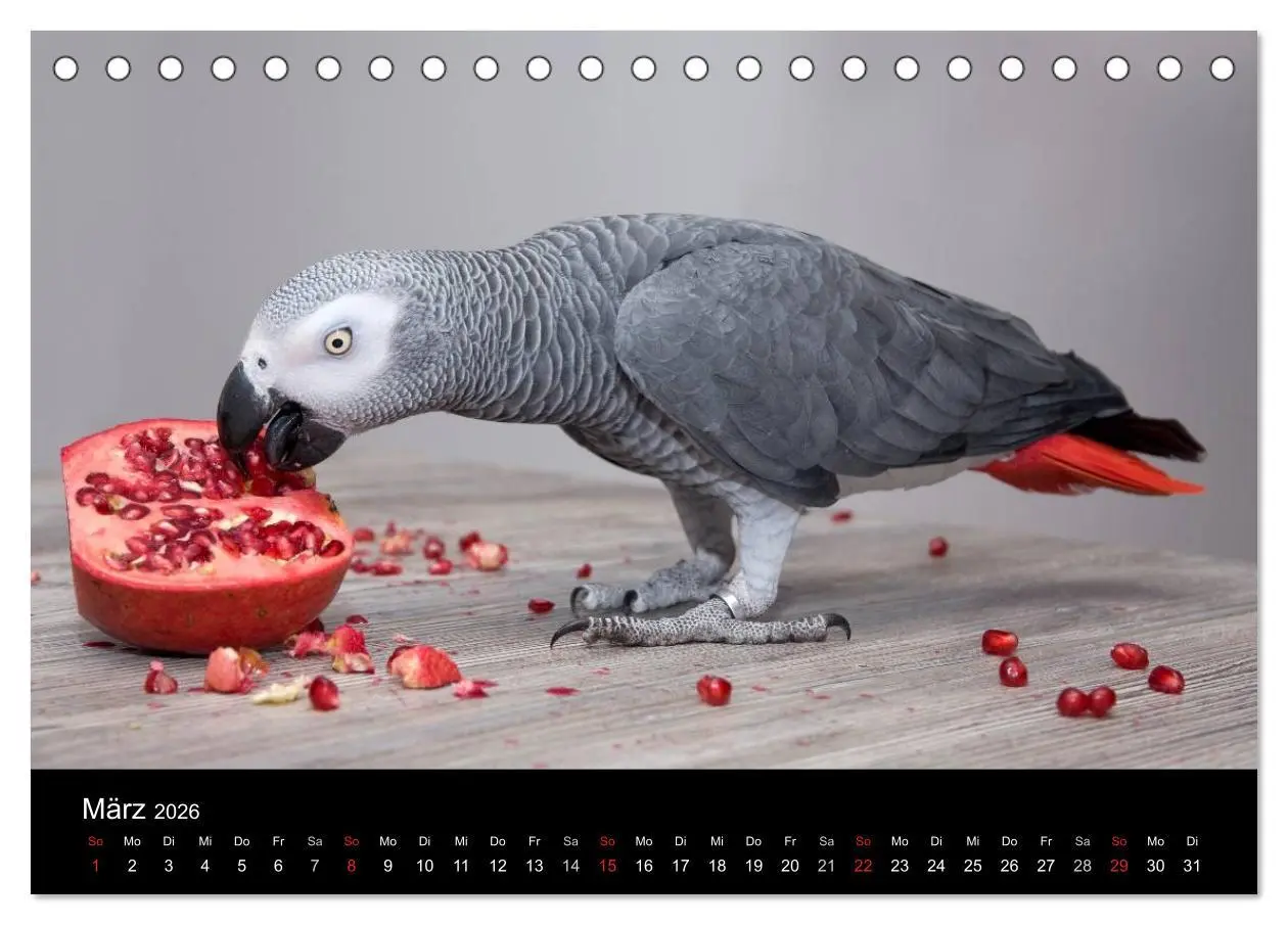 Bild: 9783516072778 | Graupapageien zum Verlieben (Tischkalender 2026 DIN A5 quer),...