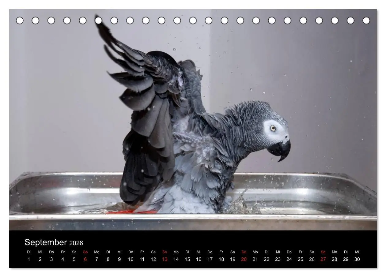 Bild: 9783516072778 | Graupapageien zum Verlieben (Tischkalender 2026 DIN A5 quer),...