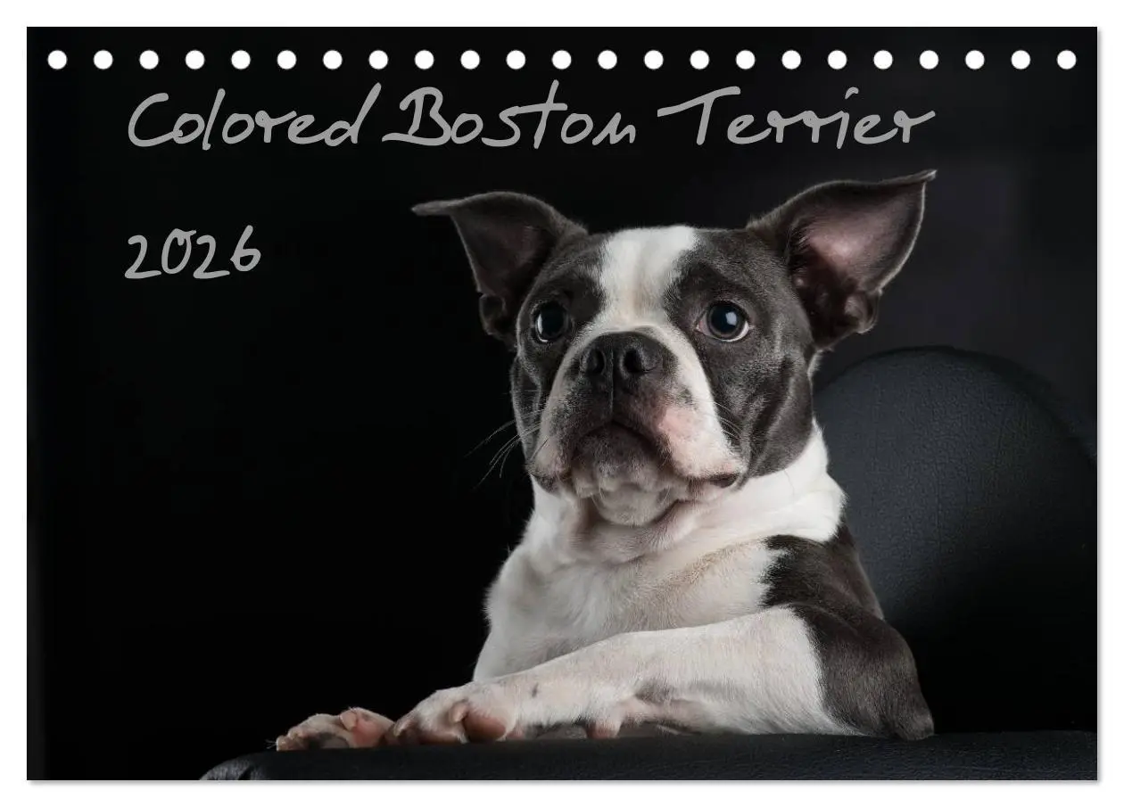 Cover: 9783516062878 | Colored Boston Terrier 2026 (Tischkalender 2026 DIN A5 quer),...
