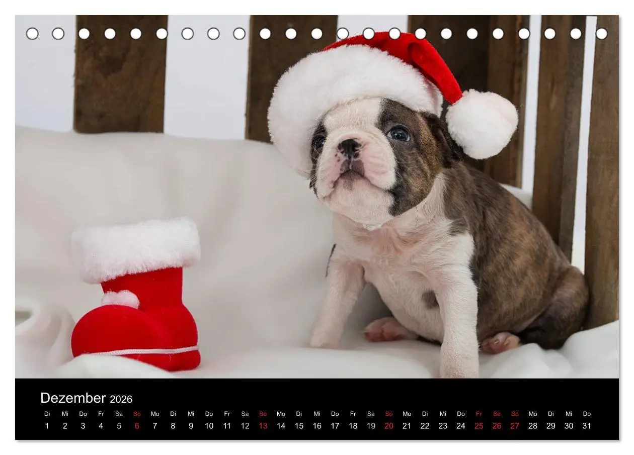 Bild: 9783516062878 | Colored Boston Terrier 2026 (Tischkalender 2026 DIN A5 quer),...