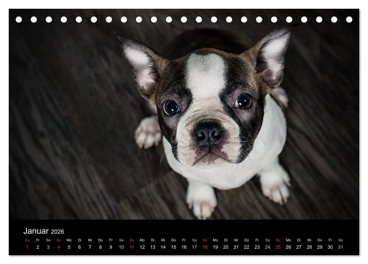 Bild: 9783516062878 | Colored Boston Terrier 2026 (Tischkalender 2026 DIN A5 quer),...