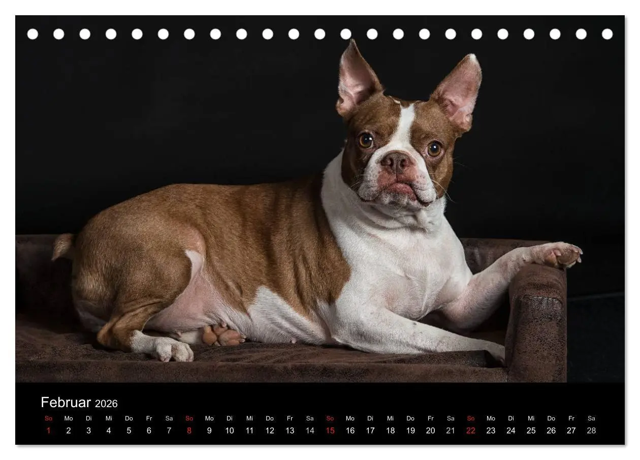 Bild: 9783516062878 | Colored Boston Terrier 2026 (Tischkalender 2026 DIN A5 quer),...