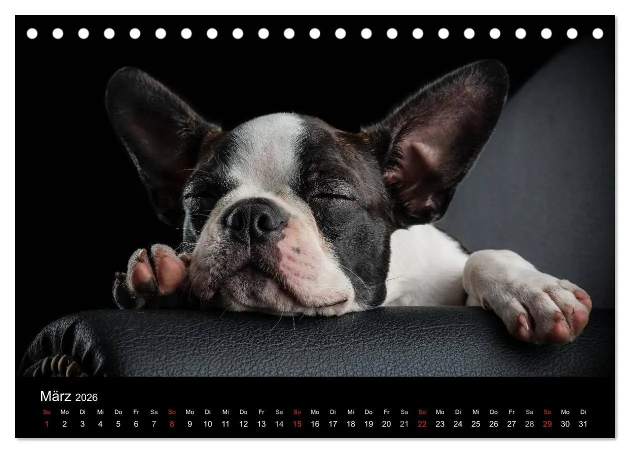 Bild: 9783516062878 | Colored Boston Terrier 2026 (Tischkalender 2026 DIN A5 quer),...
