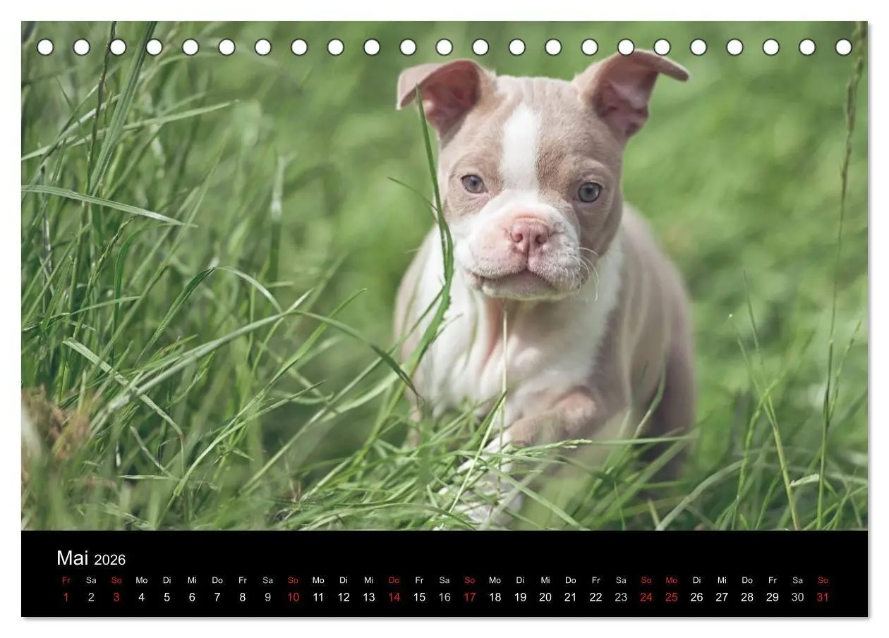 Bild: 9783516062878 | Colored Boston Terrier 2026 (Tischkalender 2026 DIN A5 quer),...