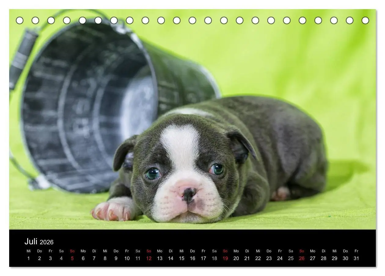 Bild: 9783516062878 | Colored Boston Terrier 2026 (Tischkalender 2026 DIN A5 quer),...