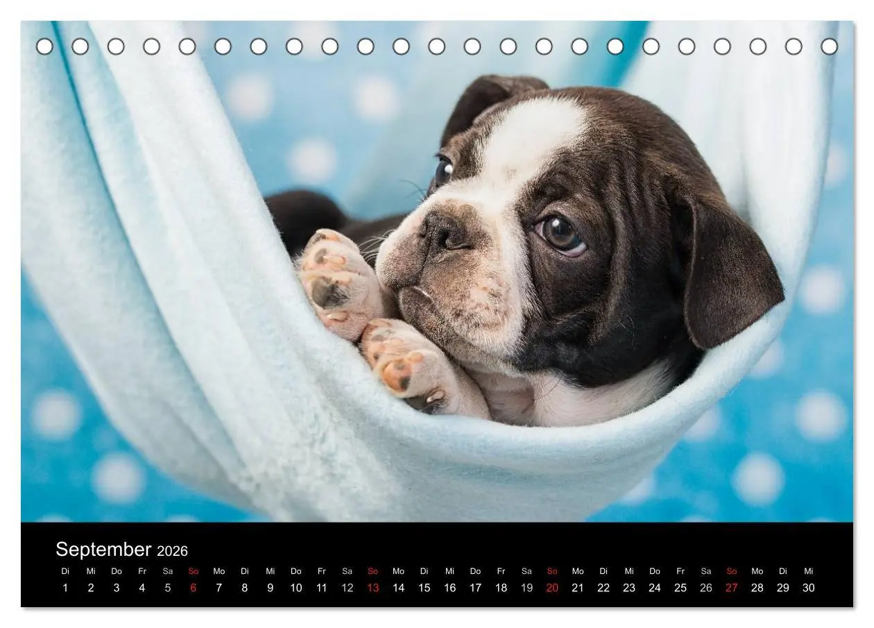 Bild: 9783516062878 | Colored Boston Terrier 2026 (Tischkalender 2026 DIN A5 quer),...
