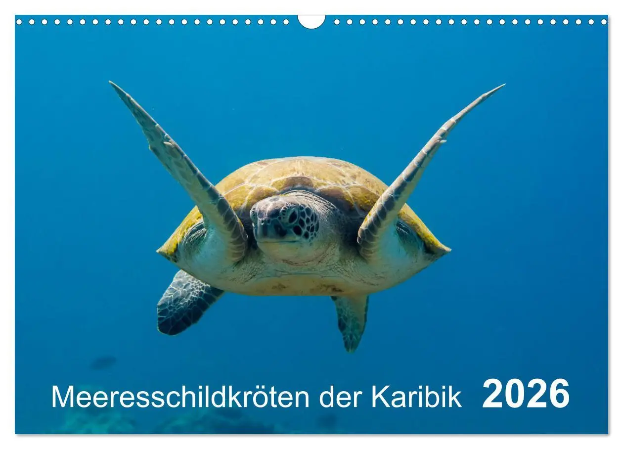 Cover: 9783457892978 | Meeresschildkröten der Karibik (Wandkalender 2026 DIN A3 quer),...