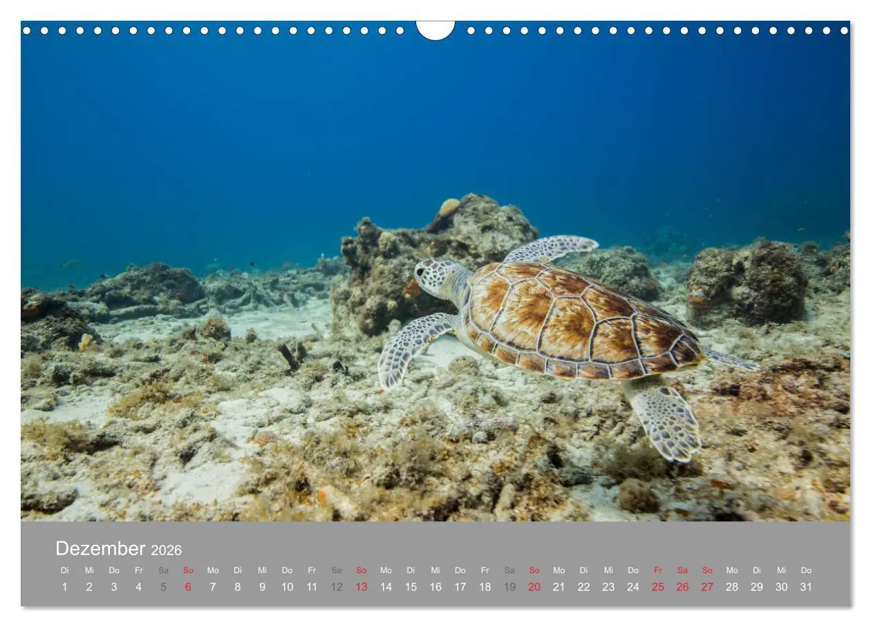 Bild: 9783457892978 | Meeresschildkröten der Karibik (Wandkalender 2026 DIN A3 quer),...