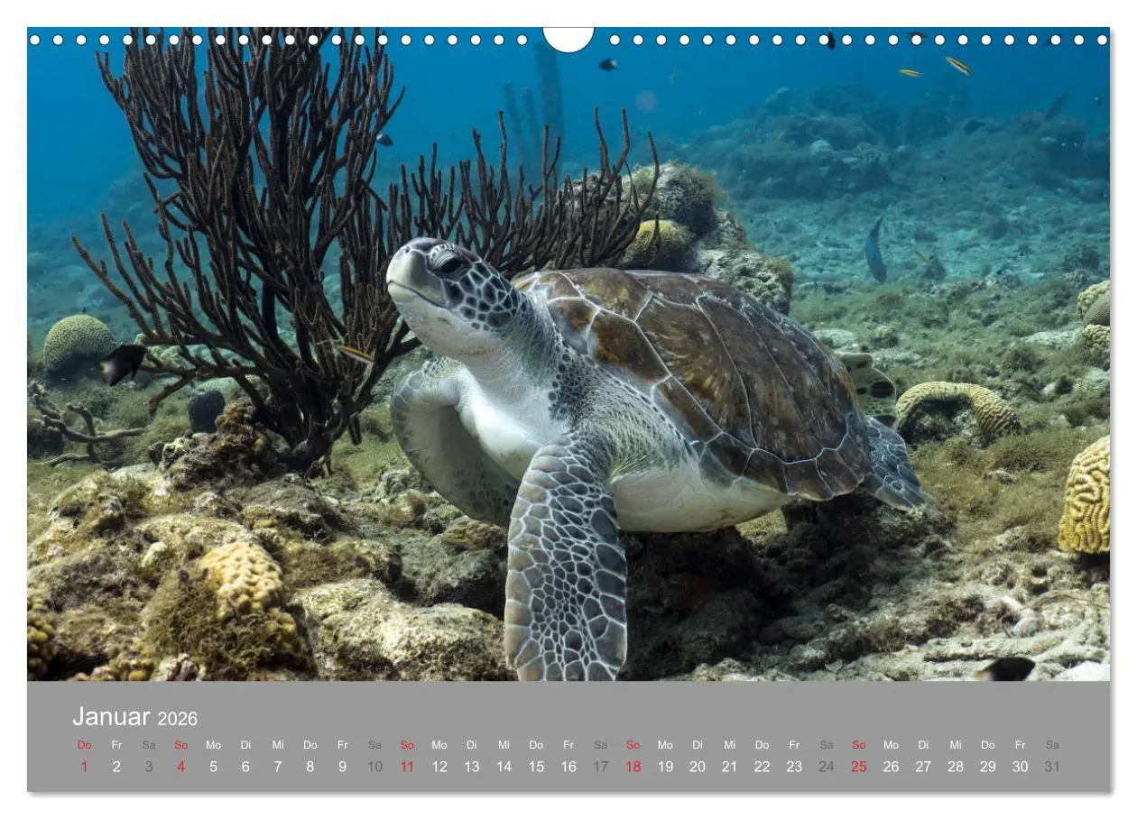 Bild: 9783457892978 | Meeresschildkröten der Karibik (Wandkalender 2026 DIN A3 quer),...