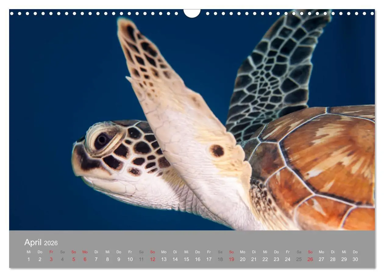 Bild: 9783457892978 | Meeresschildkröten der Karibik (Wandkalender 2026 DIN A3 quer),...