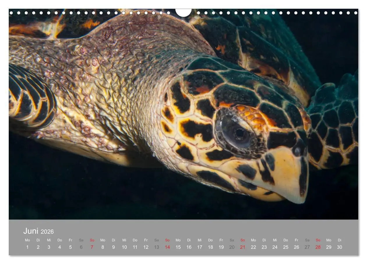 Bild: 9783457892978 | Meeresschildkröten der Karibik (Wandkalender 2026 DIN A3 quer),...