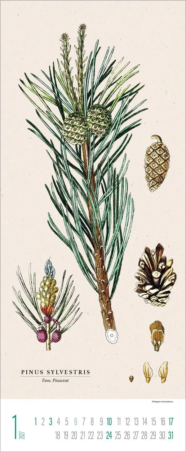 Bild: 9783819302978 | Botanicum 2027 | Verlag Korsch | Kalender | 14 S. | Deutsch | 2027