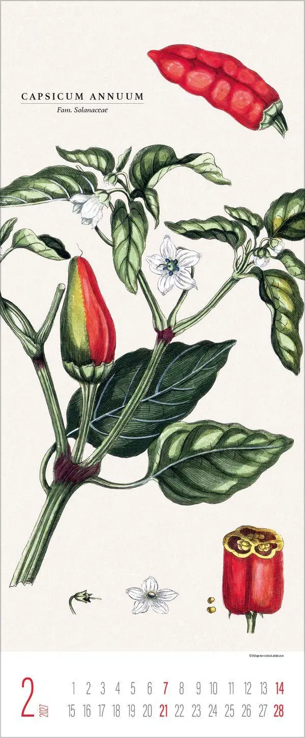 Bild: 9783819302978 | Botanicum 2027 | Verlag Korsch | Kalender | 14 S. | Deutsch | 2027