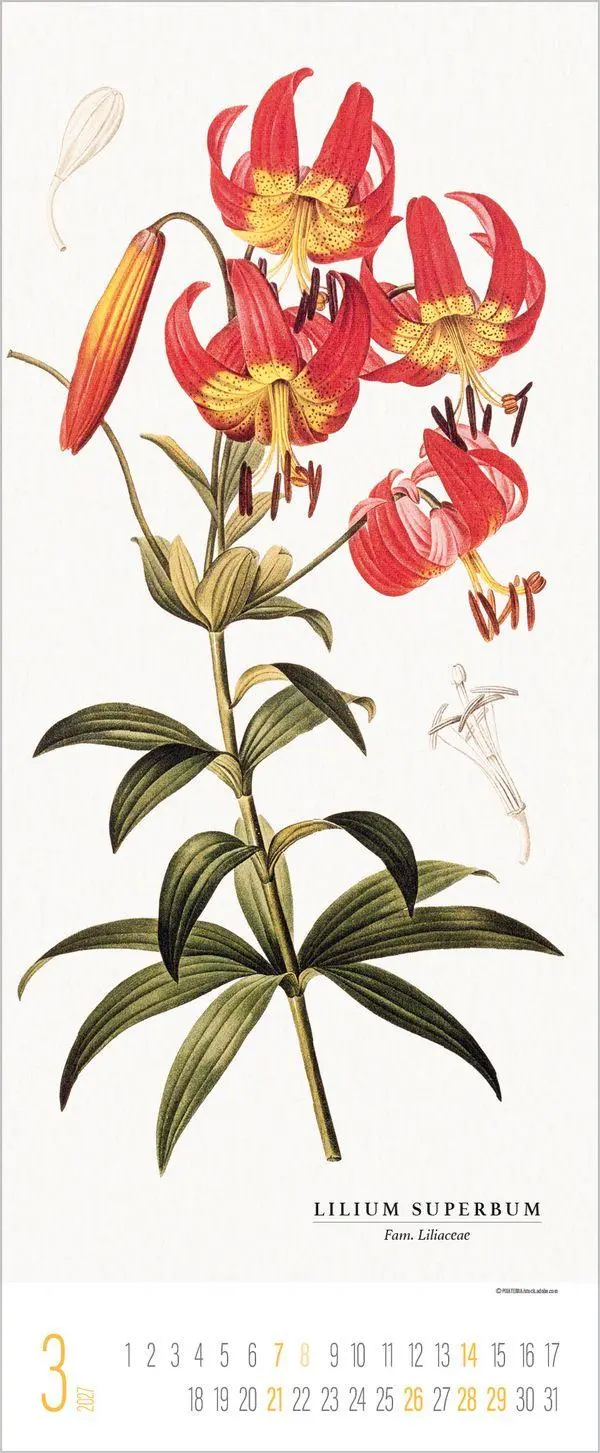 Bild: 9783819302978 | Botanicum 2027 | Verlag Korsch | Kalender | 14 S. | Deutsch | 2027