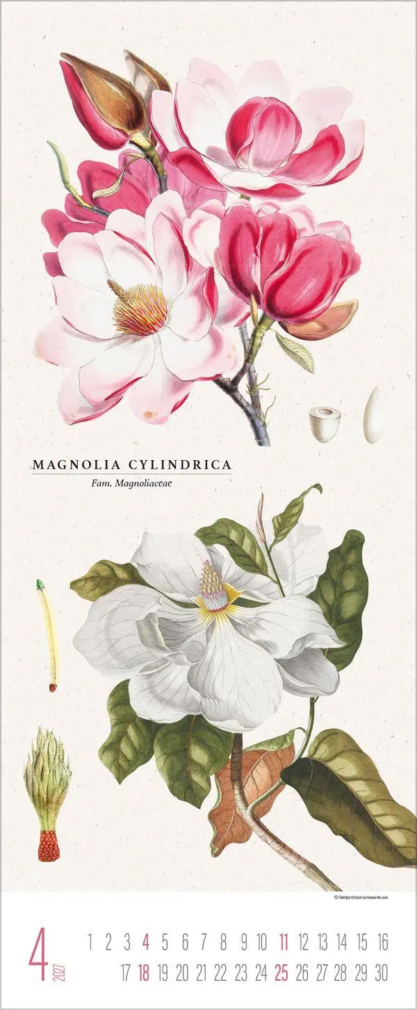 Bild: 9783819302978 | Botanicum 2027 | Verlag Korsch | Kalender | 14 S. | Deutsch | 2027